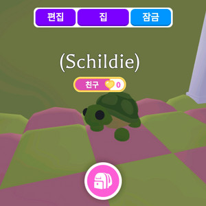 입양하세요 거북이 팝니다