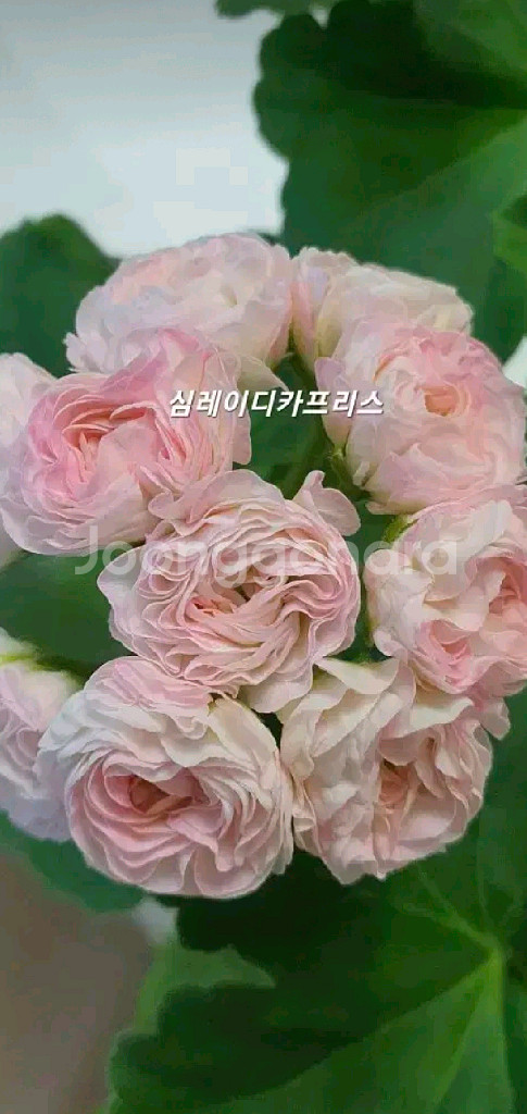 심 레이디 카프리스--0