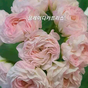 심 레이디 카프리스