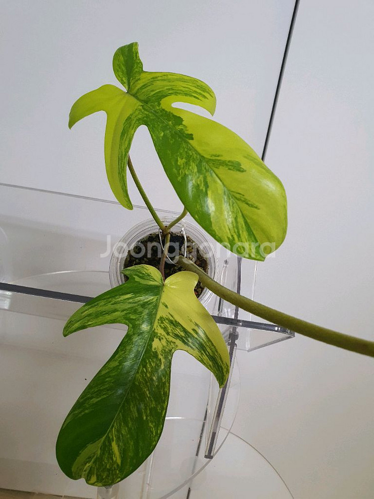 필로덴드론 플로리다뷰티 바리에가타--0