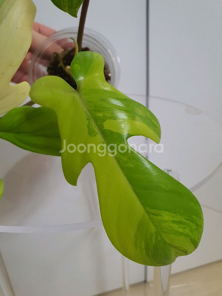 필로덴드론 플로리다뷰티 바리에가타--1