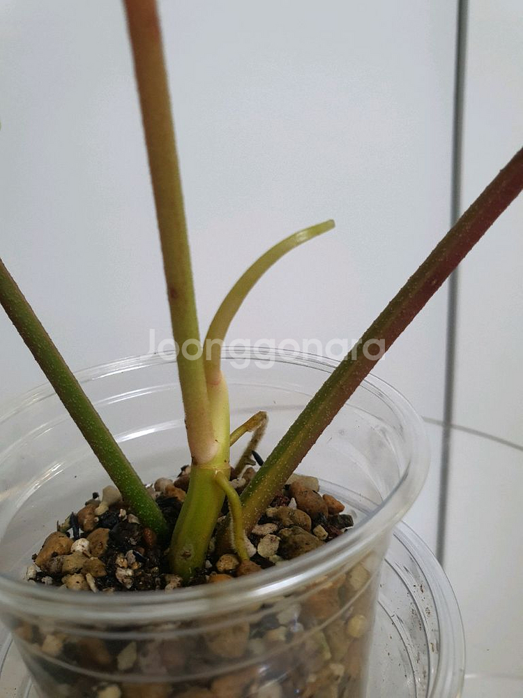필로덴드론 플로리다뷰티 바리에가타--4