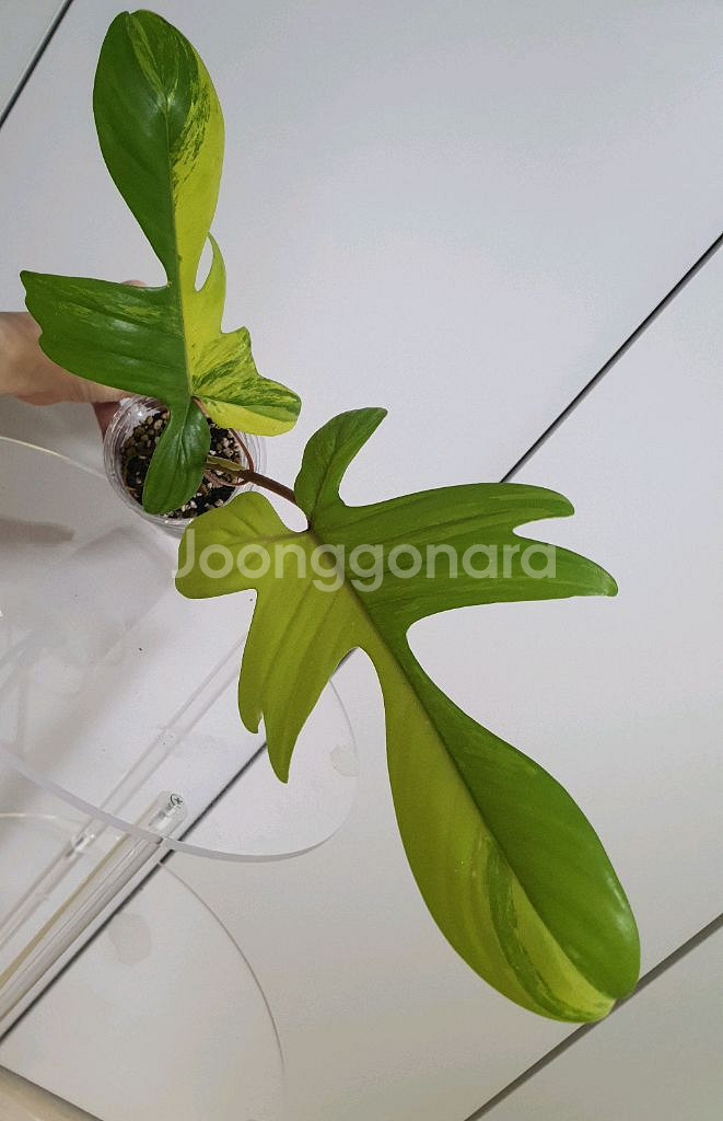 필로덴드론 플로리다뷰티 바리에가타--0