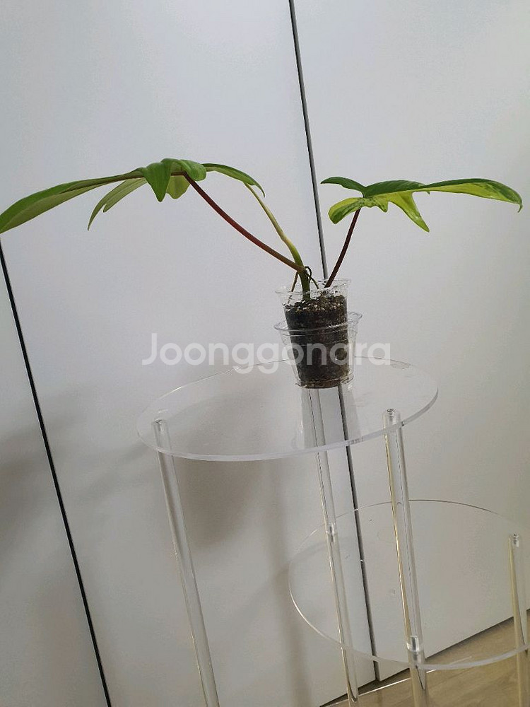 필로덴드론 플로리다뷰티 바리에가타--3