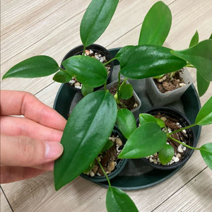 안스리움 바케리x클라리네비움