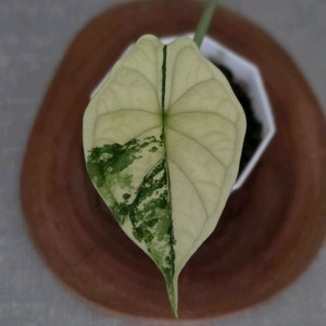 알로카시아 드레곤스캐일 바리에가타