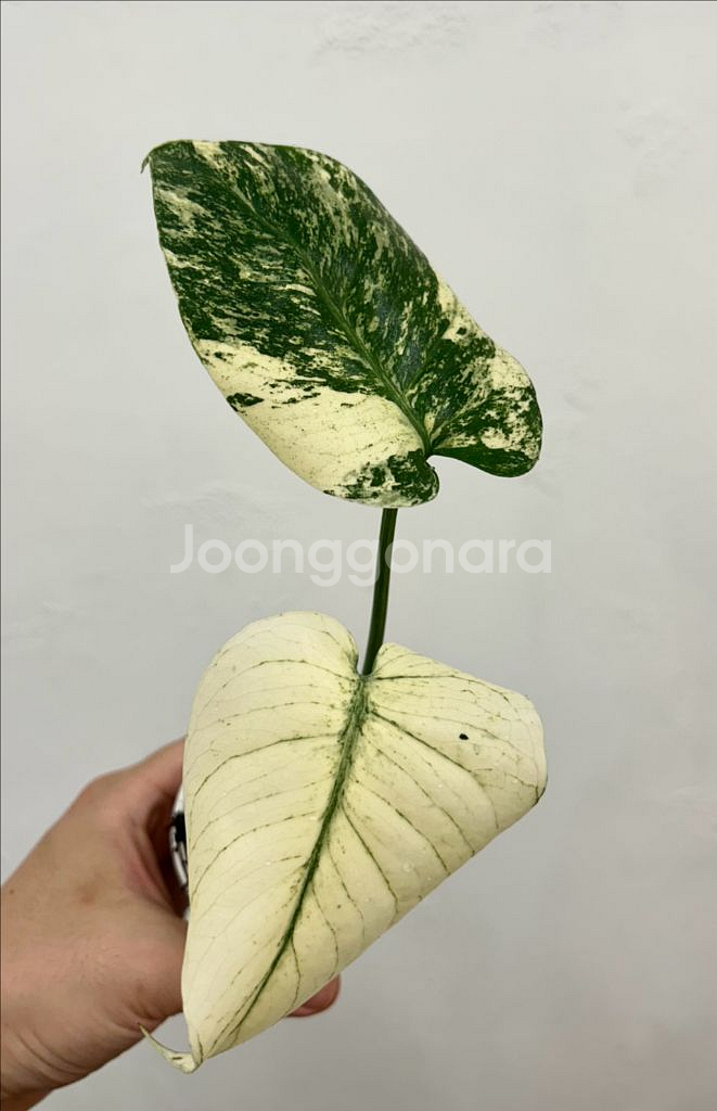 화이트 몬스터 몬스테라--0