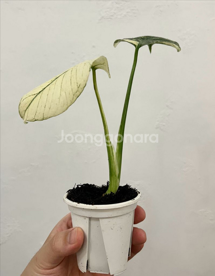 화이트 몬스터 몬스테라--3