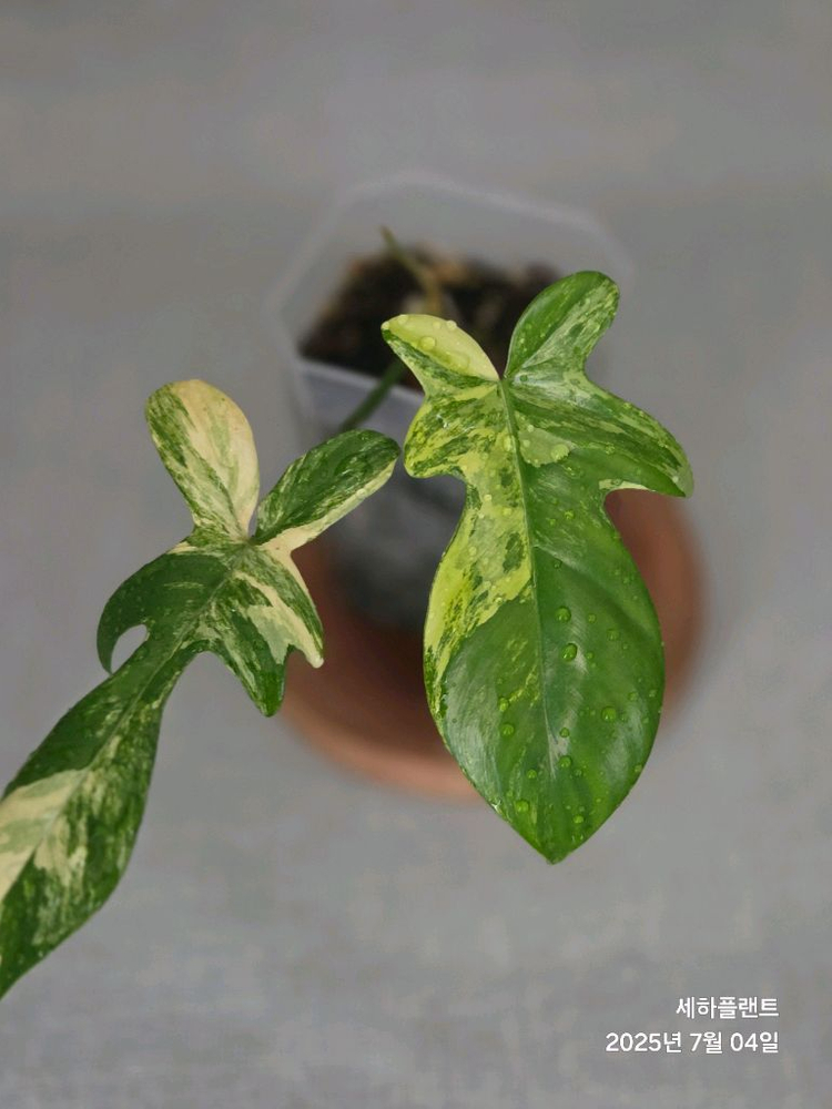 필로덴드론 플로리다 뷰티 바리에가타 이미지