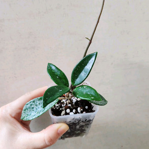 호야월버그레이브 스플