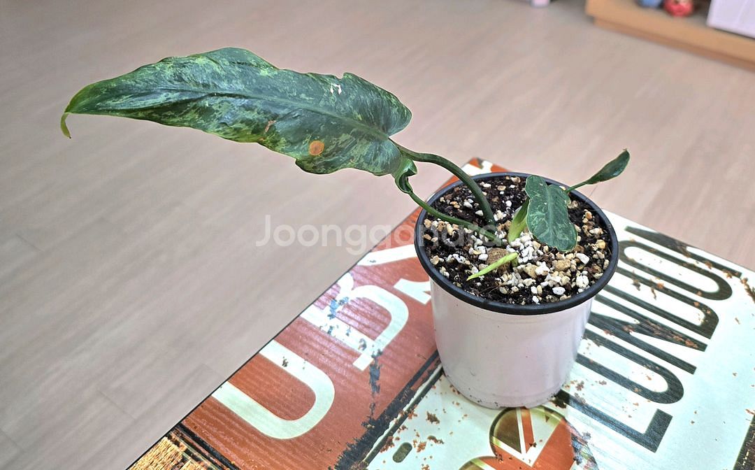 필로덴드론 골든드래곤 라임피들--0