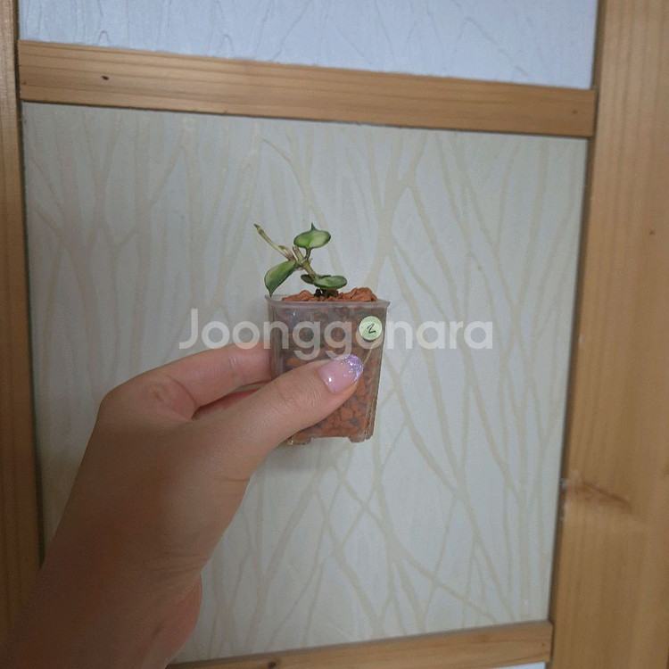 호야 라쿠노사 바리에가타--0