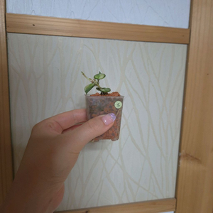 호야 라쿠노사 바리에가타