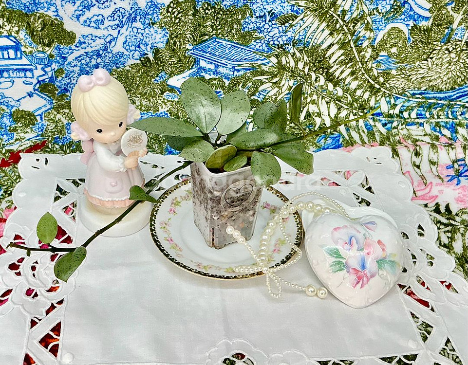 호야 라쿠노사 민트코인--1