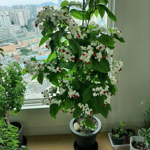 클레로덴드론