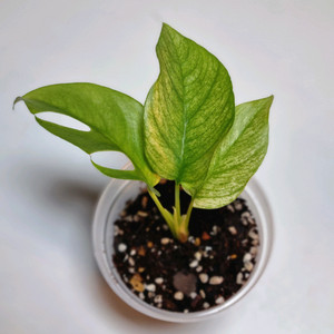풀민트 히메
