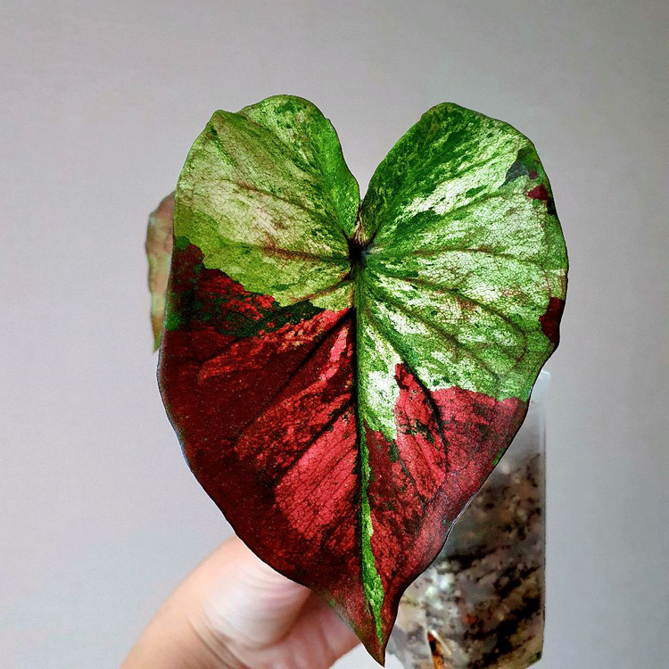 칼라디움 sp 6만원--0