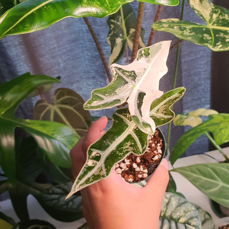 알로카시아 노빌리스 화이트핑크 바리 잎3장 7만원--1