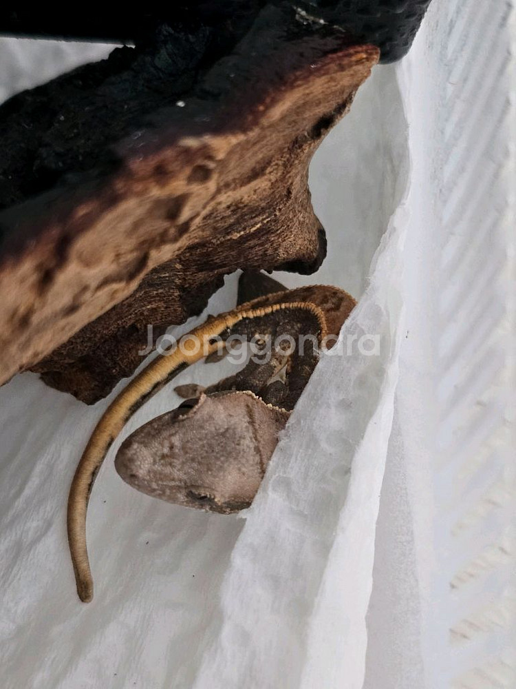 게코 도마뱀 분양합니다--0