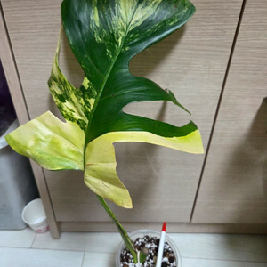 엘로우몬스테라 2+ 핑크드래곤 바리에가타 자구 드림