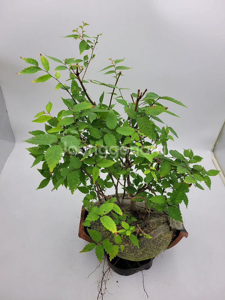 느티나무 모아심기 인테리어식물 카페화분 정원수--1