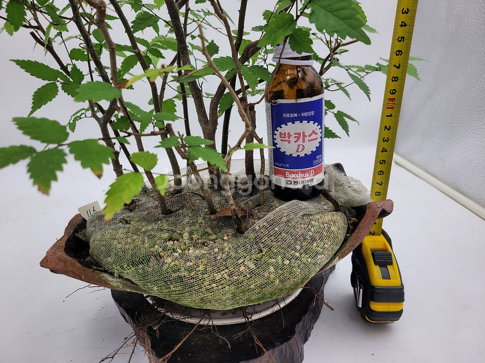 느티나무 모아심기 인테리어식물 카페화분 정원수--2
