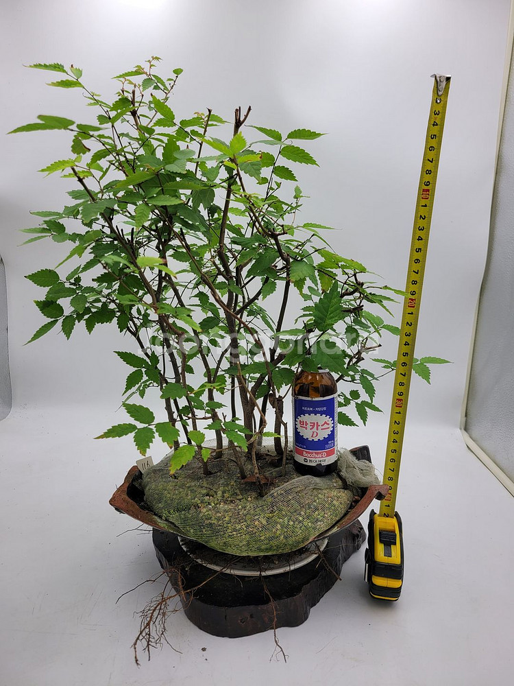 느티나무 모아심기 인테리어식물 카페화분 정원수--0