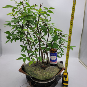 느티나무 모아심기 인테리어식물 카페화분 정원수