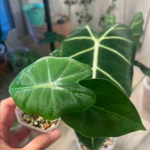 알로카시아 프라이덱