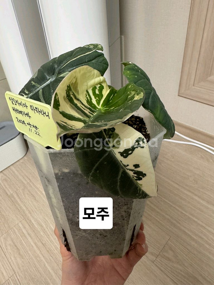 알로카시아 마하라니 바리에가타--3