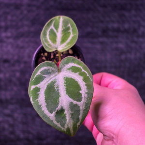 안스리움 헤인즈skg레모네이드