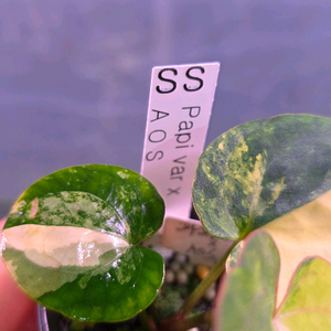 안스리움 파필바리ㆍ에오스