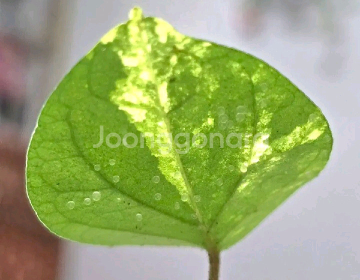 옐로파이퍼 바리에가타--3