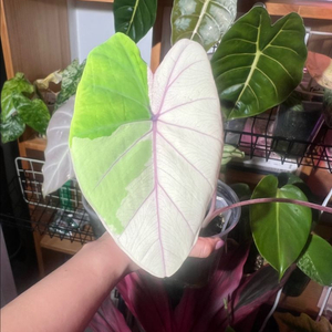 콜로카시아 핑크사파이어 (알로카시아x) 중품