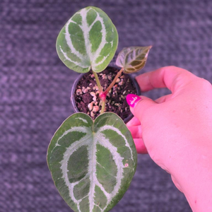 안스리움 헤인즈skg레모네이드