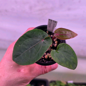 안스리움 칼라블래키(스캇)드레스러리