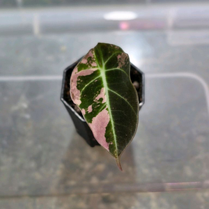 알로카시아 블랙벨벳 핑크