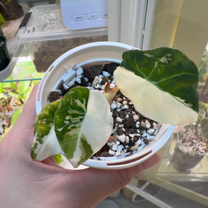 알로카시아 블랙벨벳 화이트 바리에가타