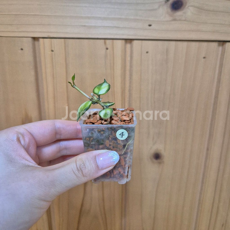호야 라쿠노사 바리에가타--0
