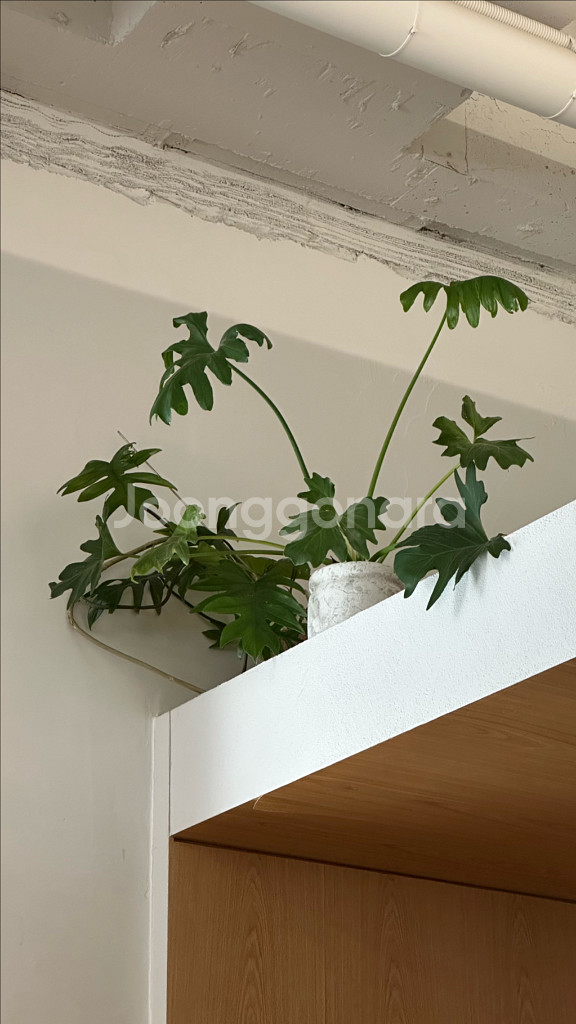호프셀렘--0