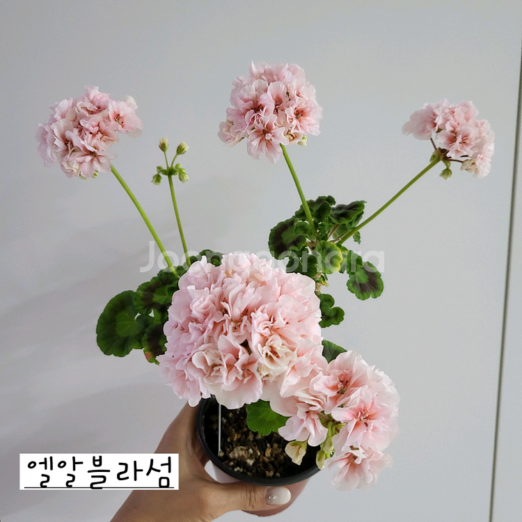엘알블라섬 제라늄--0