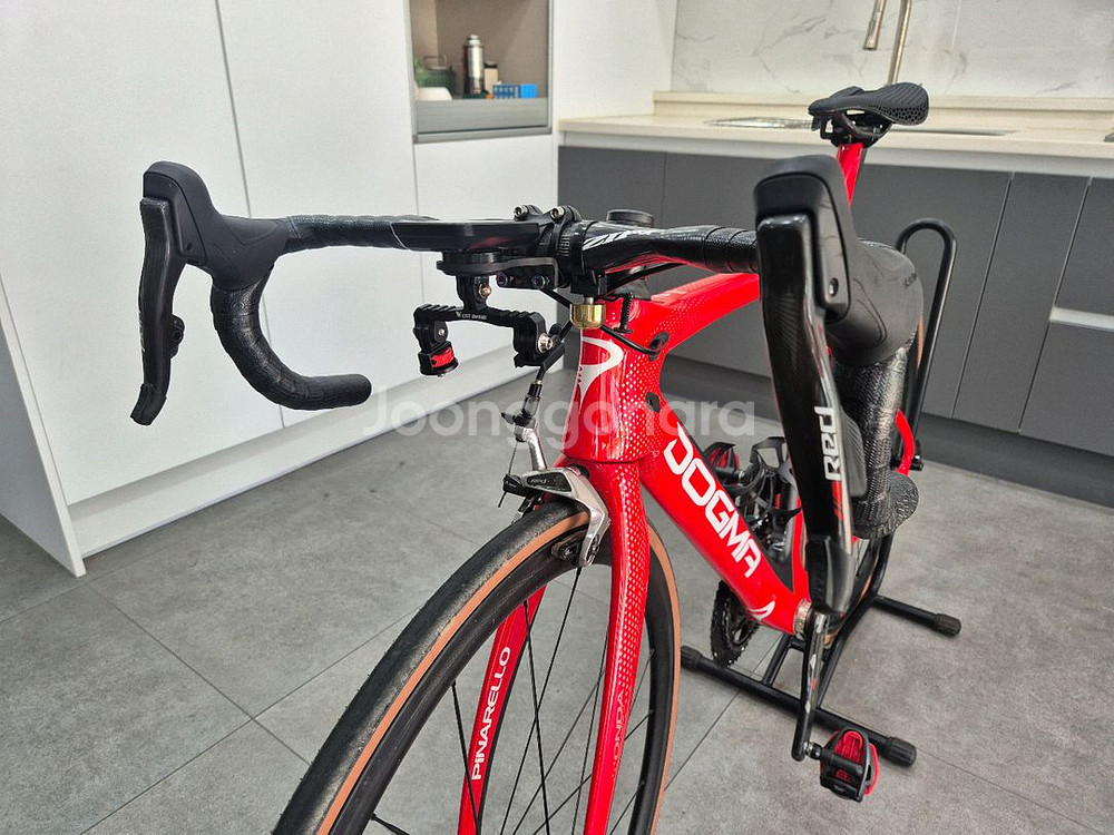 피나렐로 도그마 f10--1