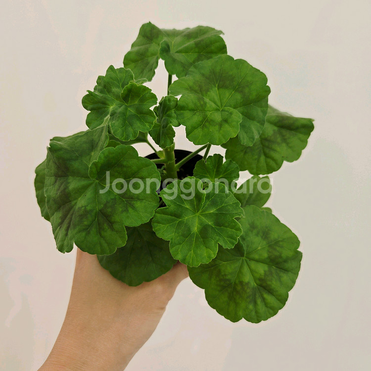 엘알블라섬 제라늄--1