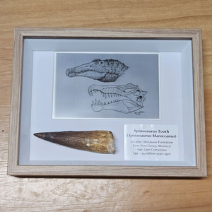 스피노사우루스 이빨화석