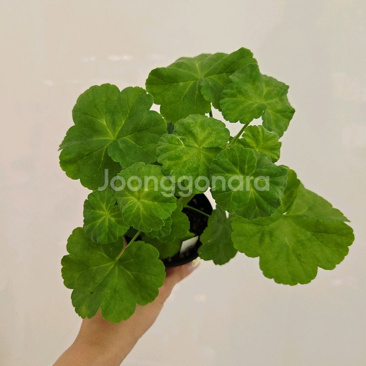 동주 제라늄--1