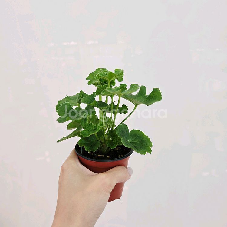 비바로지타 제라늄--1