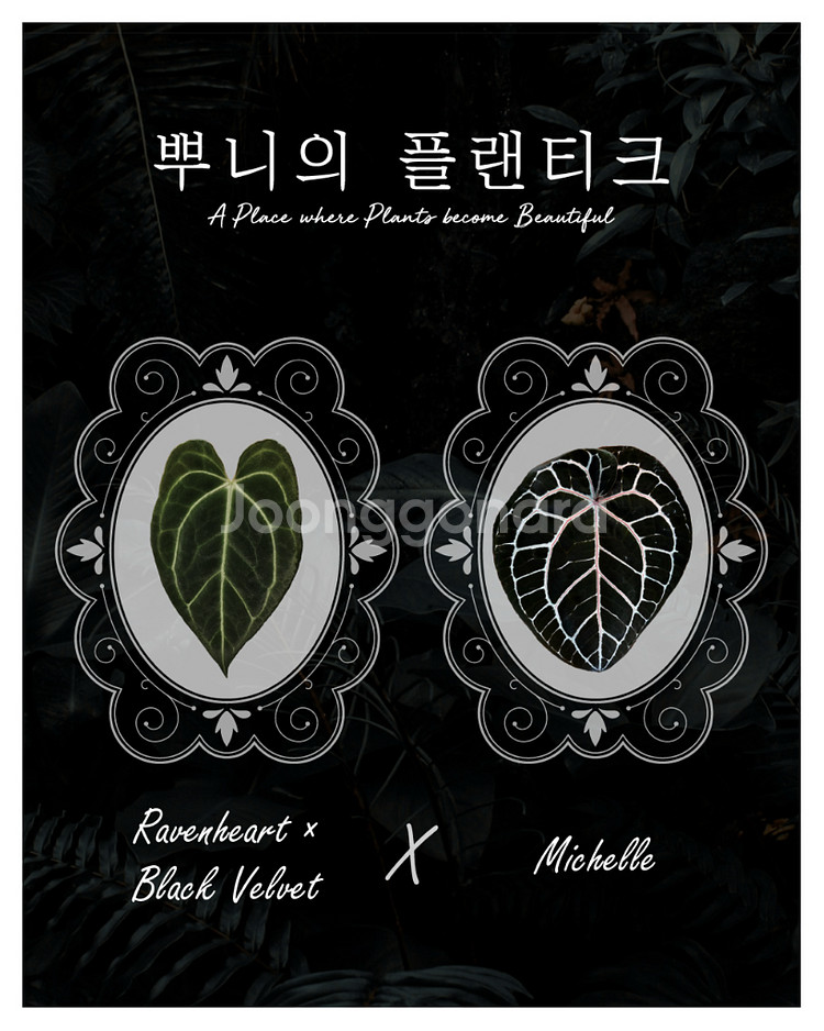 안스리움 (레이븐하트x블랙벨벳) X 미쉘--0
