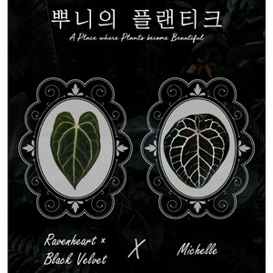안스리움 (레이븐하트x블랙벨벳) X 미쉘