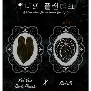 안스리움 RVDP X MICHELLE