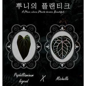 안스리움 pop레전드 X 미쉘